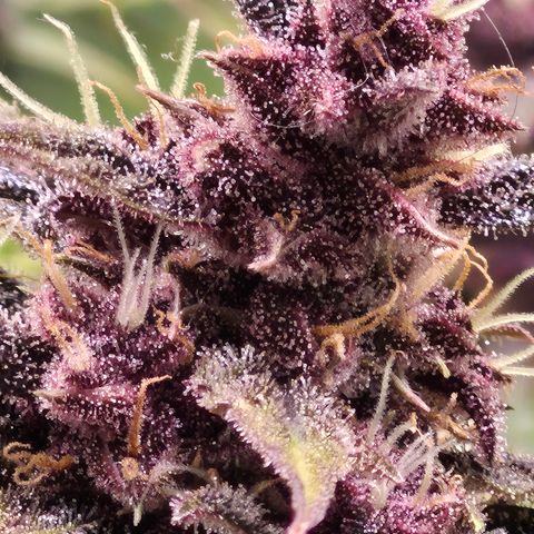 Gorilla glue fast versión  #2 growlog timeline photo