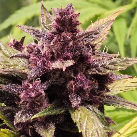 Gorilla glue fast versión  #2 growlog timeline photo