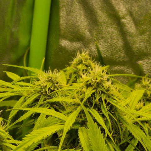 Gorilla glue fast versión  #1 growlog timeline photo