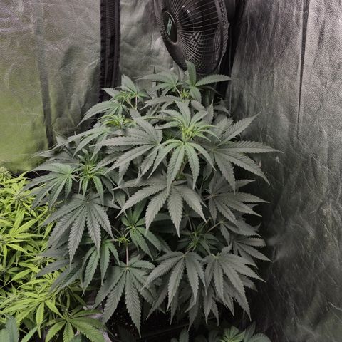 Gorilla glue fast versión  #2 growlog timeline photo