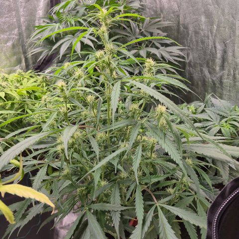 Gorilla glue fast versión  #2 growlog timeline photo
