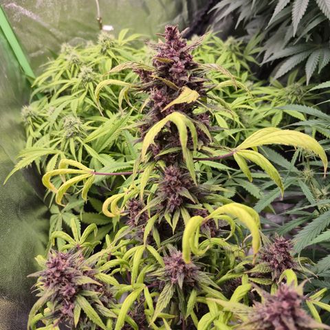Gorilla glue fast versión  #2 growlog timeline photo