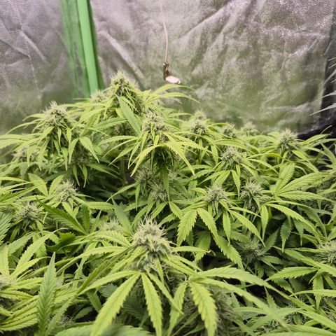 Gorilla glue fast versión  #2 growlog timeline photo