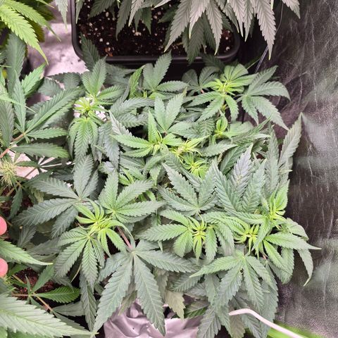 Gorilla glue fast versión  #2 growlog timeline photo
