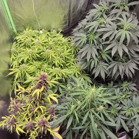 Gorilla glue fast versión  #2 growlog timeline photo