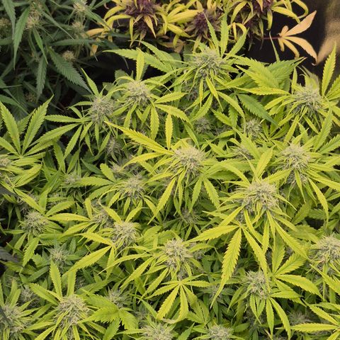 Gorilla glue fast versión  #2 growlog timeline photo