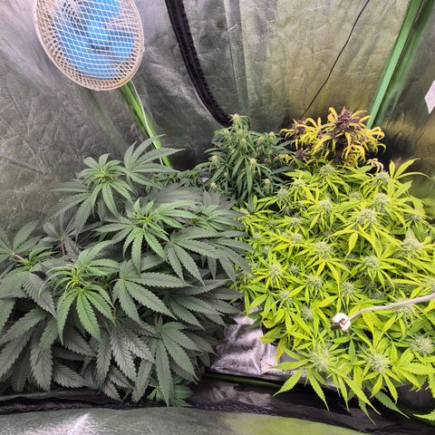 Gorilla glue fast versión  #2 growlog timeline photo