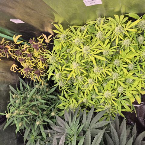 Gorilla glue fast versión  #2 growlog timeline photo