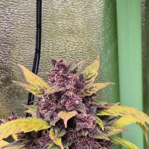 Gorilla glue fast versión  #2 growlog timeline photo