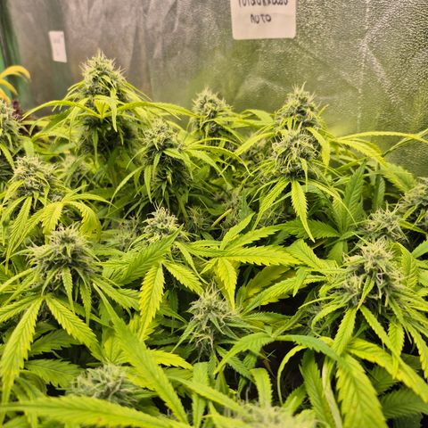 Gorilla glue fast versión  #2 growlog timeline photo