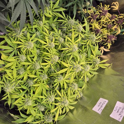 Gorilla glue fast versión  #2 growlog timeline photo