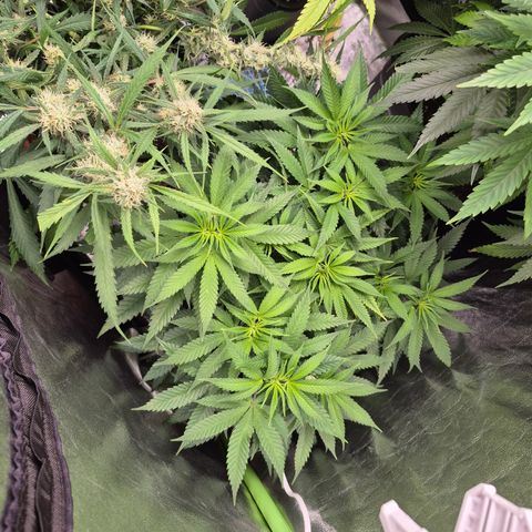 Gorilla glue fast versión  #2 growlog timeline photo