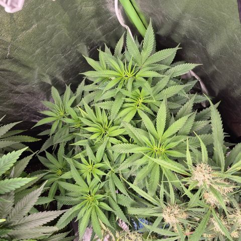 Gorilla glue fast versión  #2 growlog timeline photo