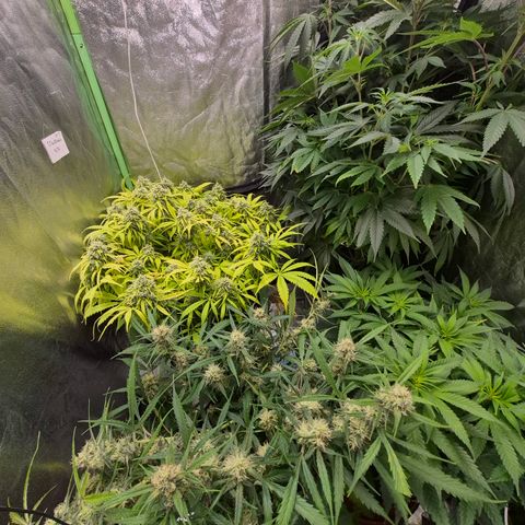 Gorilla glue fast versión  #2 growlog timeline photo