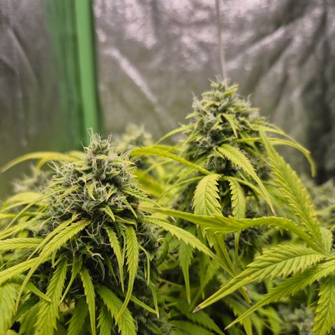 Gorilla glue fast versión  #2 growlog timeline photo