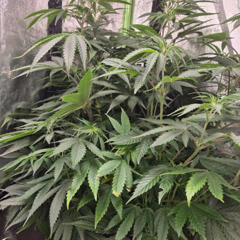 Gorilla glue fast versión  #2 growlog timeline photo