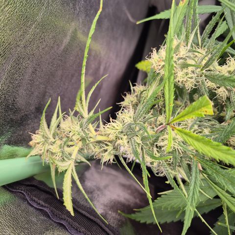 Gorilla glue fast versión  #2 growlog timeline photo