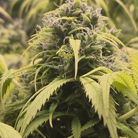 Gorilla glue fast versión  #2 growlog timeline photo