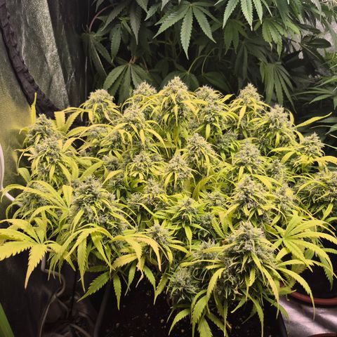 Gorilla glue fast versión  #2 growlog timeline photo