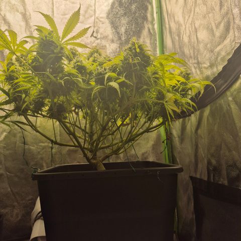 Gorilla glue fast versión  #2 growlog timeline photo