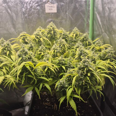 Gorilla glue fast versión  #2 growlog timeline photo