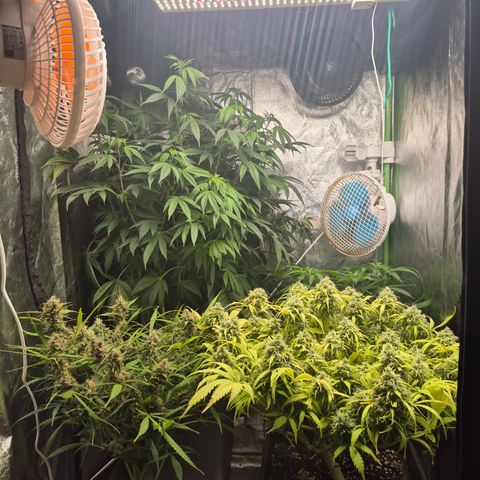 Gorilla glue fast versión  #2 growlog timeline photo