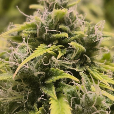Gorilla glue fast versión  #2 growlog timeline photo