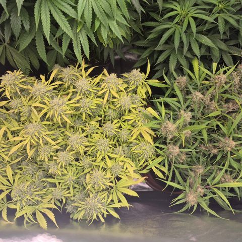 Gorilla glue fast versión  #2 growlog timeline photo
