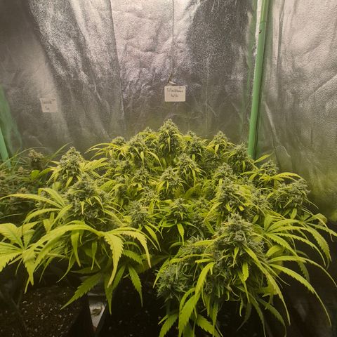 Gorilla glue fast versión  #2 growlog timeline photo