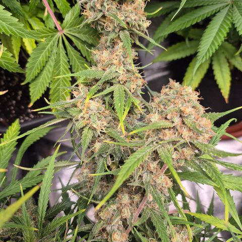 Gorilla glue fast versión  #2 growlog timeline photo