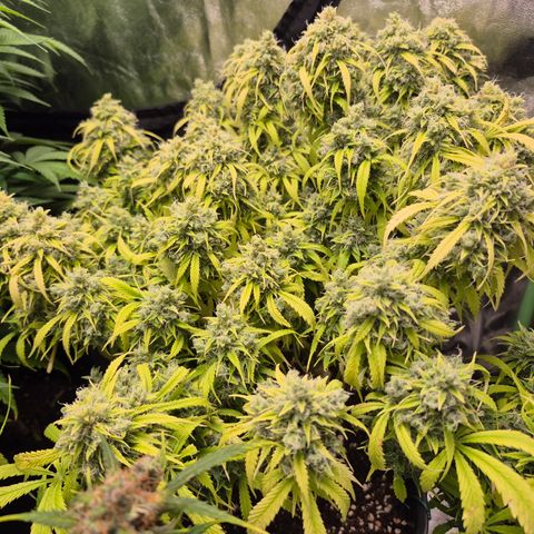 Gorilla glue fast versión  #2 growlog timeline photo