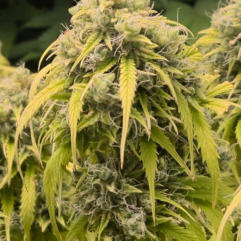 Gorilla glue fast versión  #2 growlog timeline photo