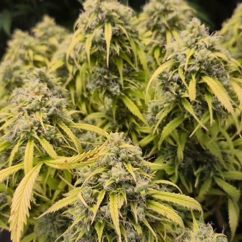 Gorilla glue fast versión  #2 growlog timeline photo