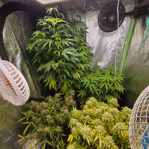 Gorilla glue fast versión  #2 growlog timeline photo