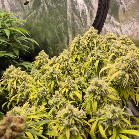 Gorilla glue fast versión  #2 growlog timeline photo