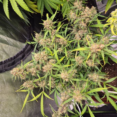 Gorilla glue fast versión  #2 growlog timeline photo