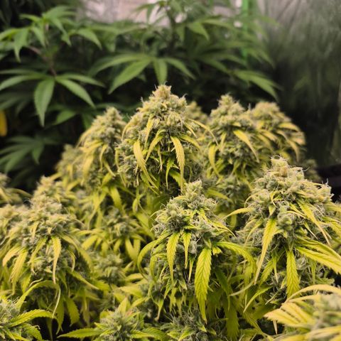 Gorilla glue fast versión  #2 growlog timeline photo