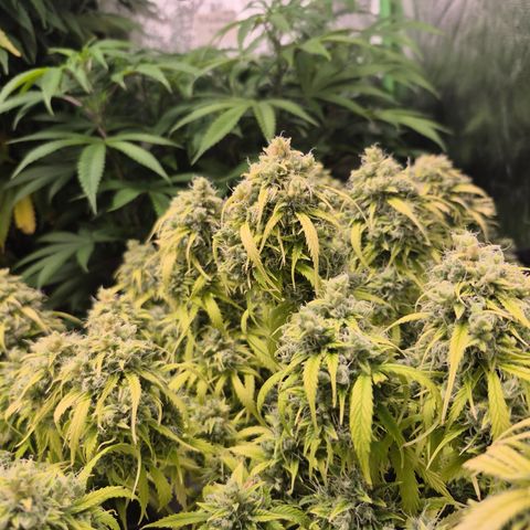Gorilla glue fast versión  #2 growlog timeline photo