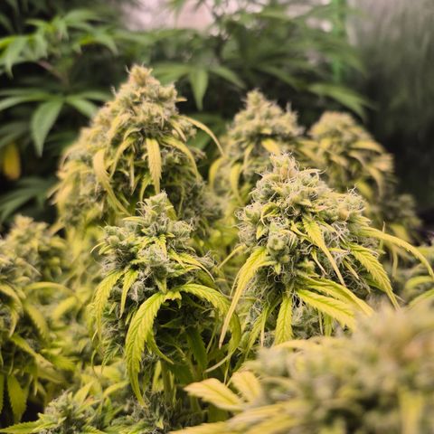 Gorilla glue fast versión  #2 growlog timeline photo