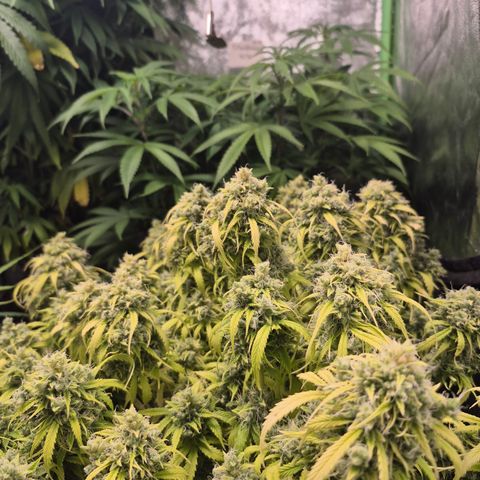 Gorilla glue fast versión  #2 growlog timeline photo