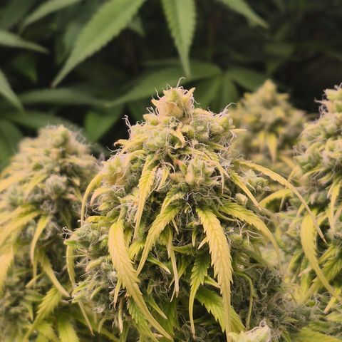 Gorilla glue fast versión  #2 growlog timeline photo