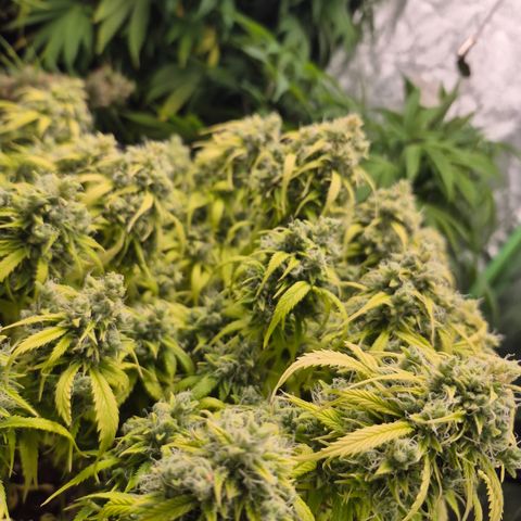 Gorilla glue fast versión  #2 growlog timeline photo