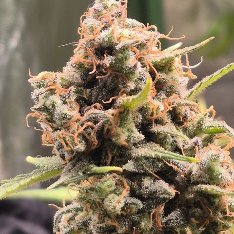 Gorilla glue fast versión  #2 growlog timeline photo