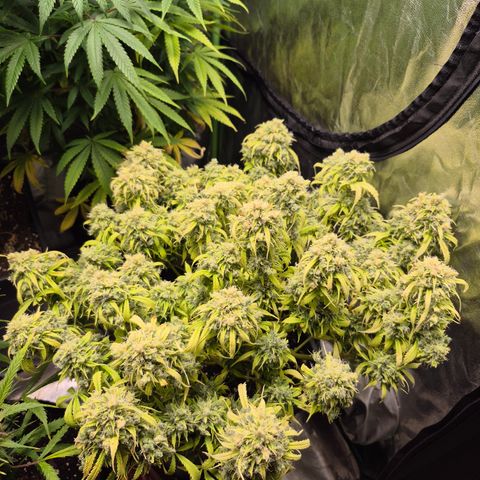 Gorilla glue fast versión  #2 growlog timeline photo