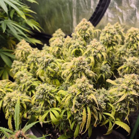 Gorilla glue fast versión  #2 growlog timeline photo