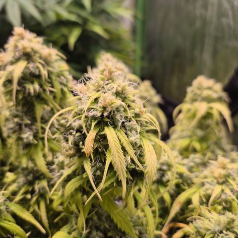 Gorilla glue fast versión  #2 growlog timeline photo