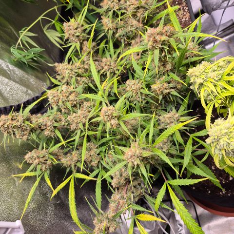 Gorilla glue fast versión  #2 growlog timeline photo