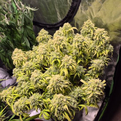 Gorilla glue fast versión  #2 growlog timeline photo