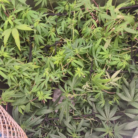 Tutankhamon growlog timeline photo