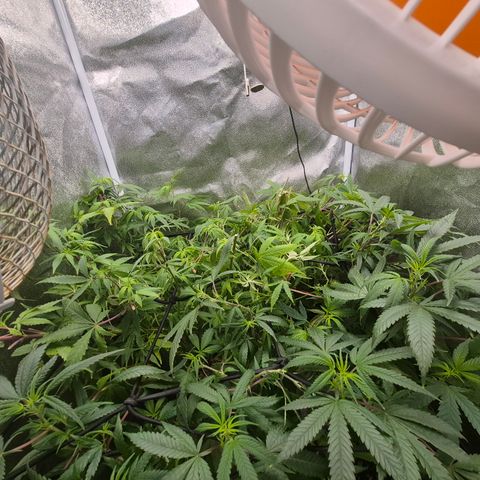Tutankhamon growlog timeline photo